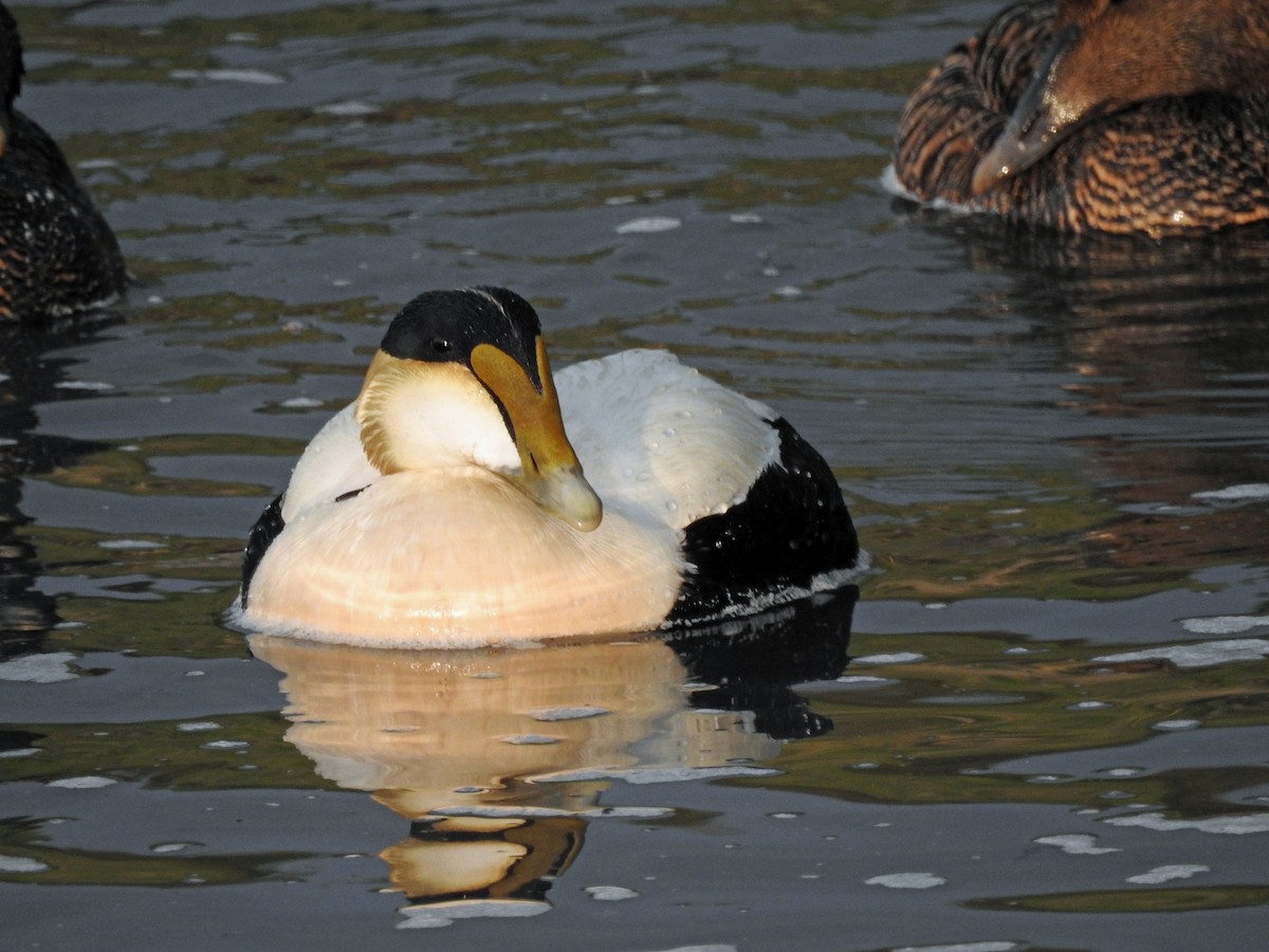 Common Eider - ML103591601