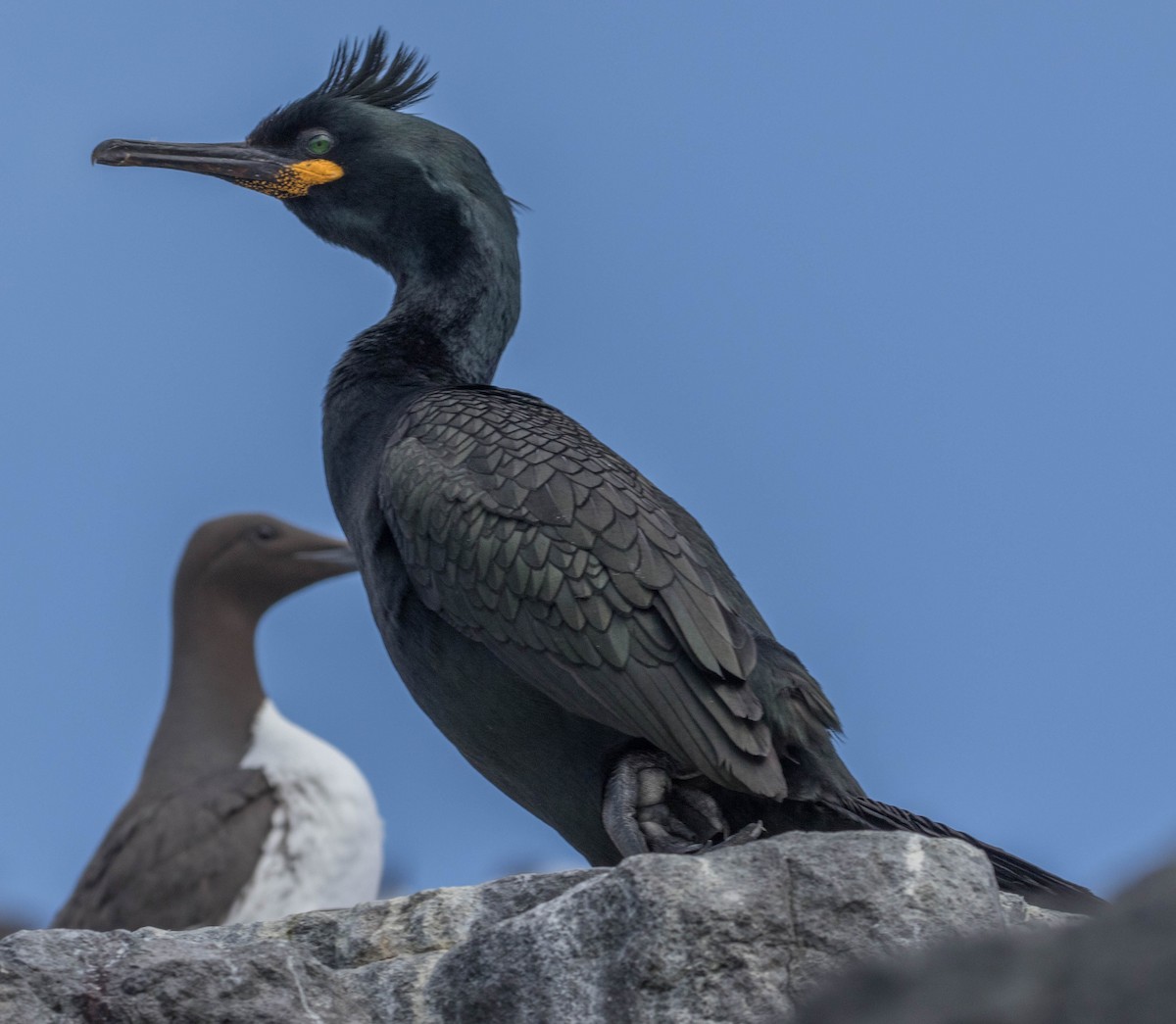 European Shag - Robert Bochenek
