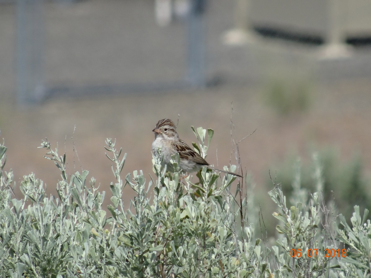 Brewer's Sparrow - ML103592501