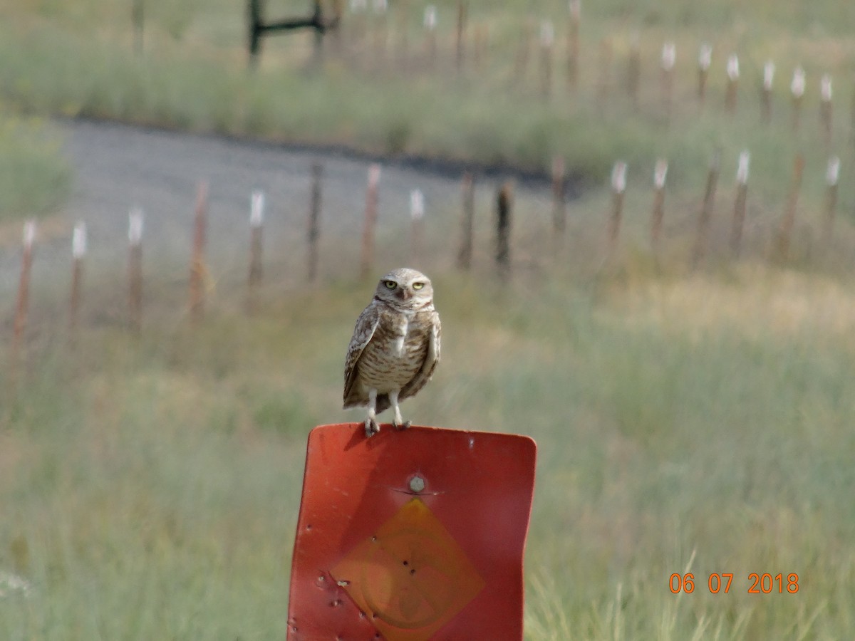 Burrowing Owl - ML103592541