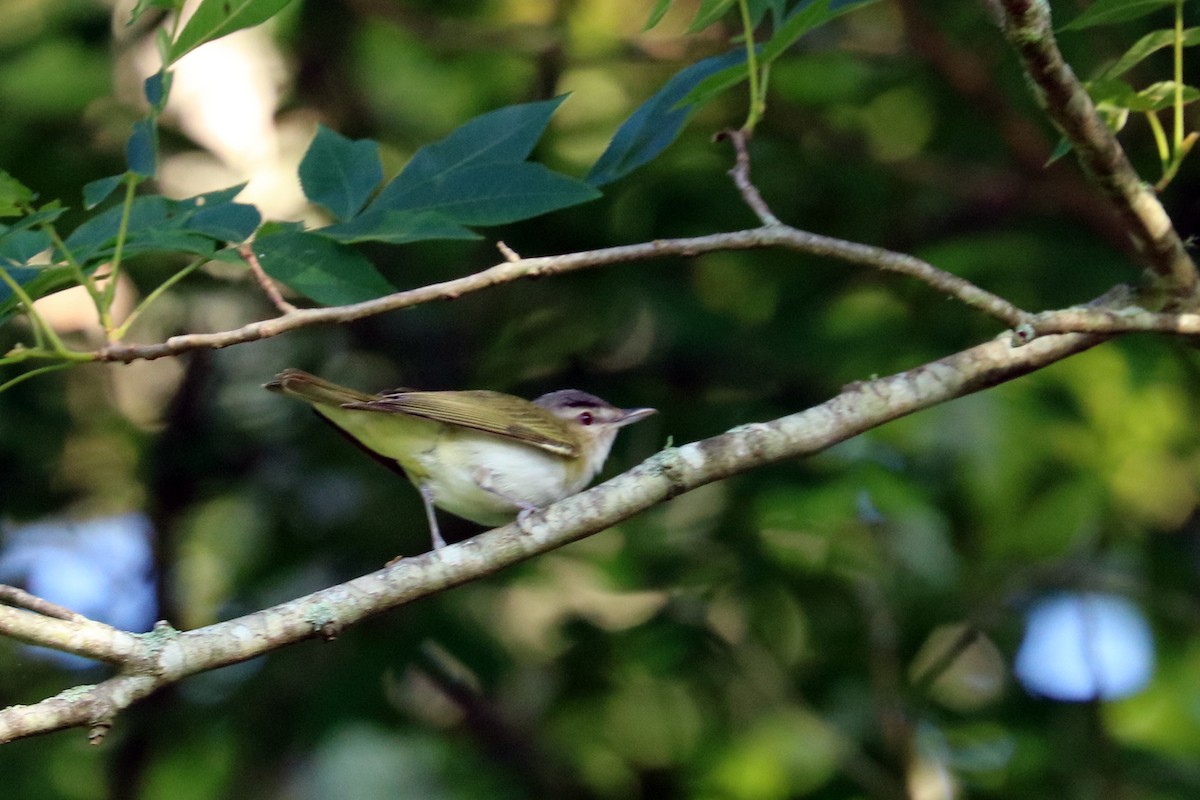 Kızıl Gözlü Vireo - ML103592731