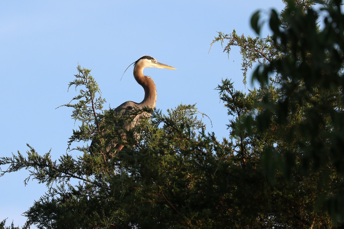 Great Blue Heron - Colin Sumrall