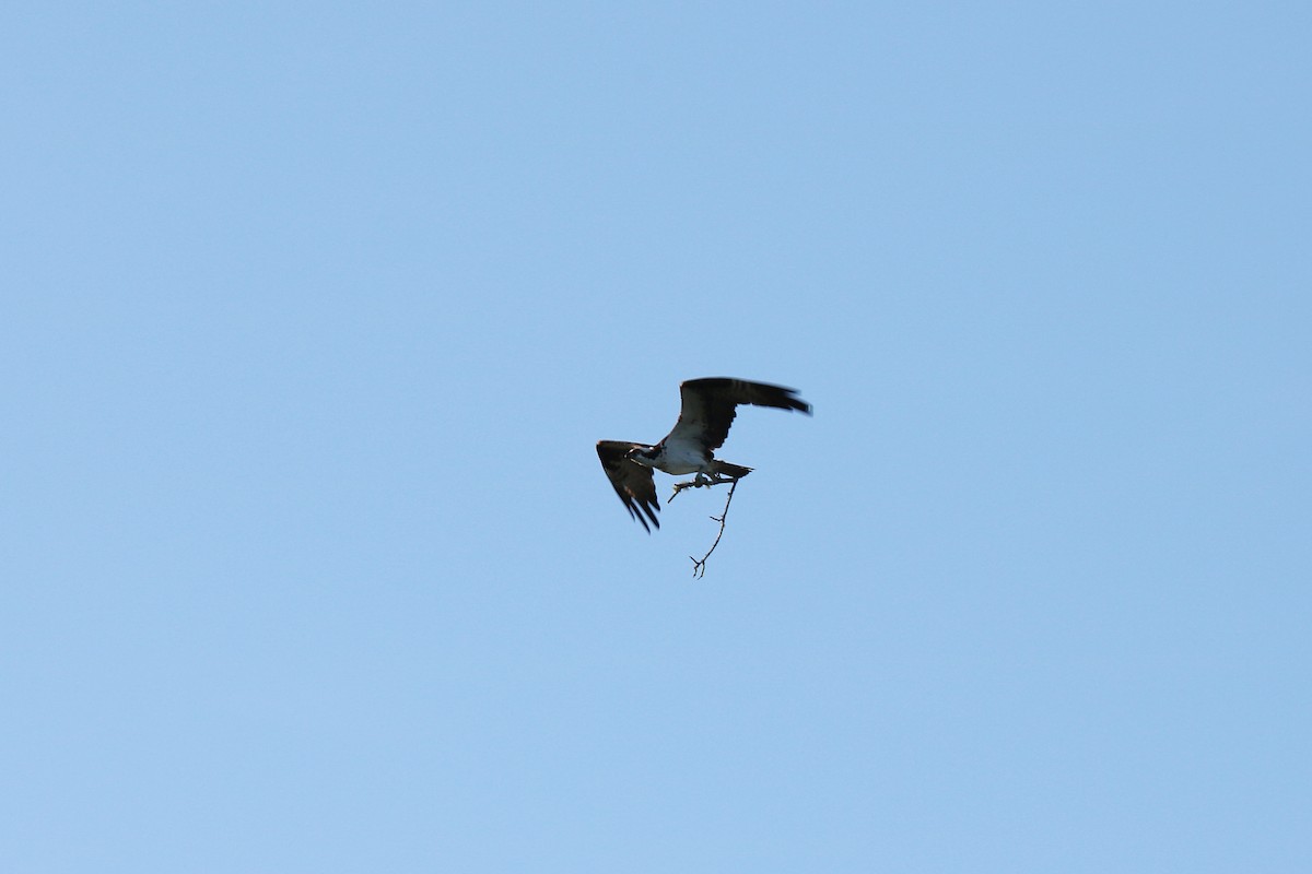 Balbuzard pêcheur - ML103592831