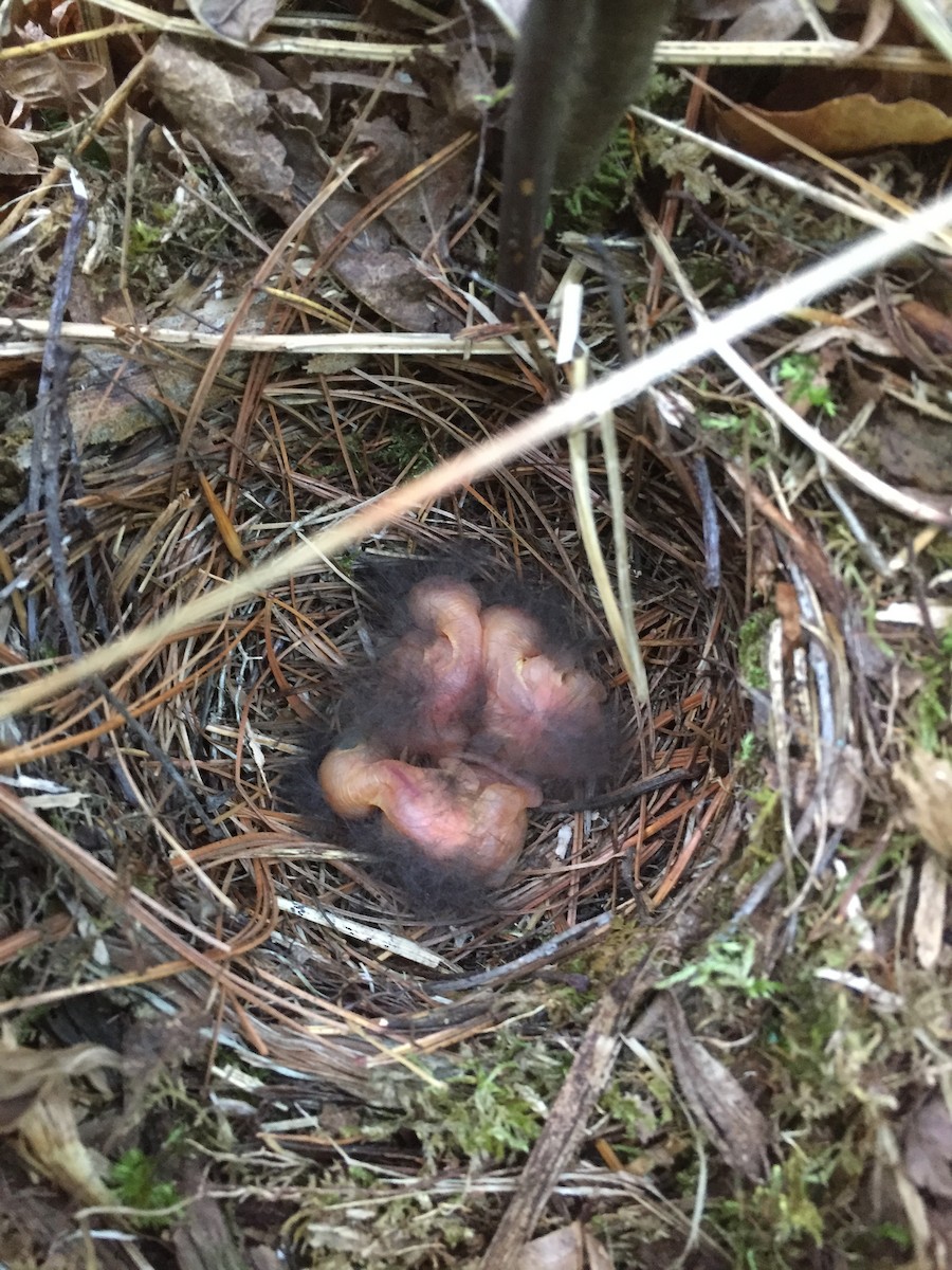 Hermit Thrush - ML103595821