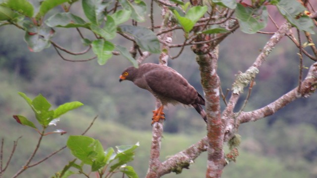 Roadside Hawk - ML103597401