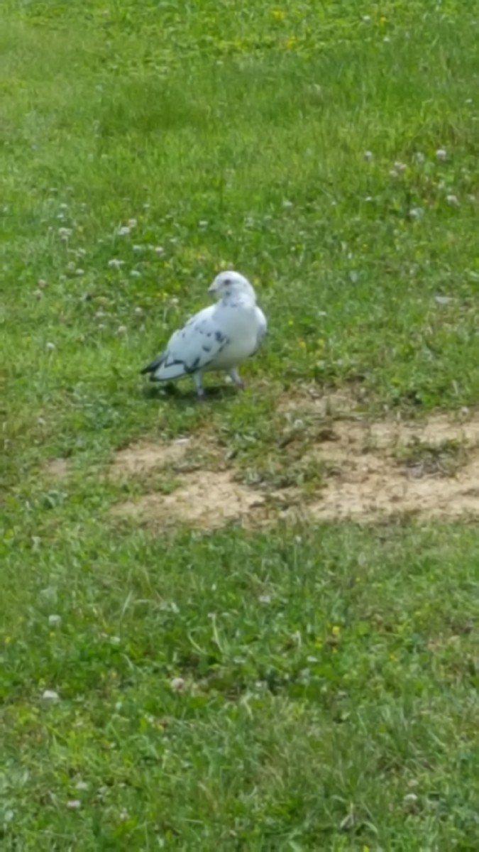 Rock Pigeon (Feral Pigeon) - ML103598501