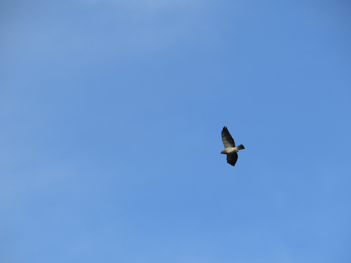 Swainson's Hawk - ML103598721