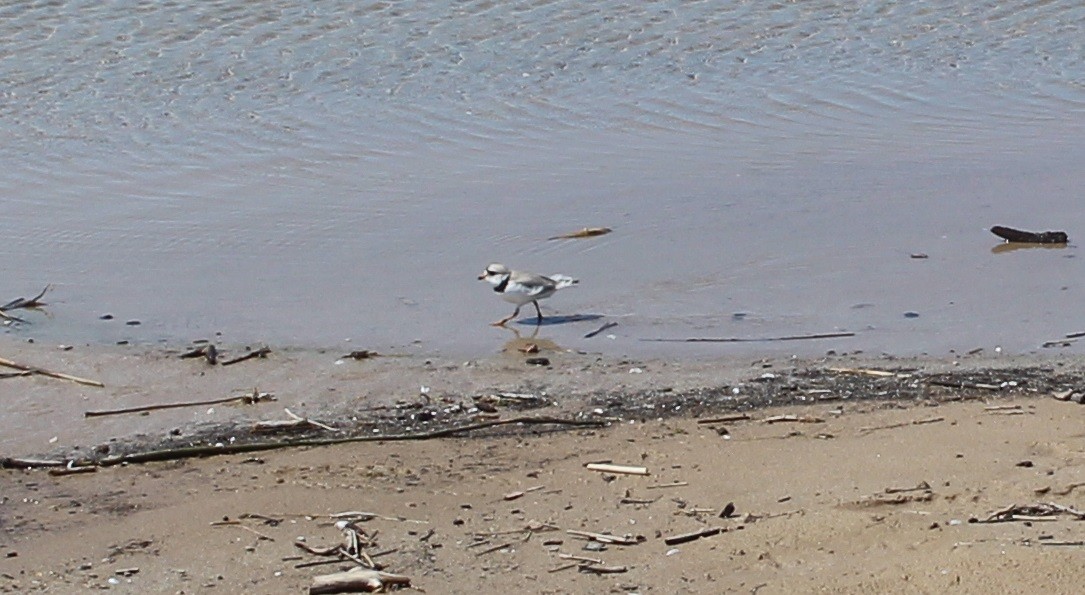 Piping Plover - ML103599291