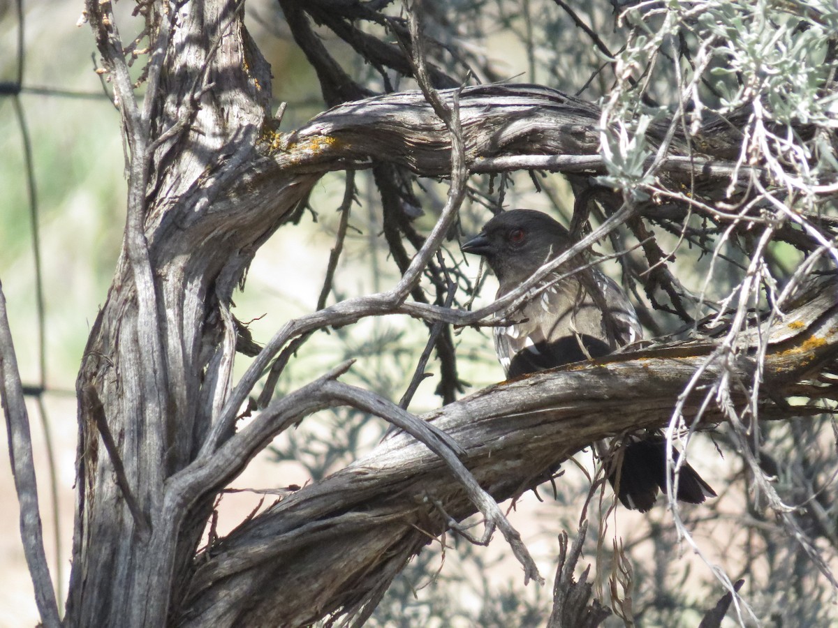 Spotted Towhee - ML103599501