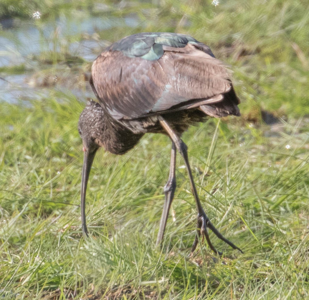 Glossy Ibis - Robert Bochenek
