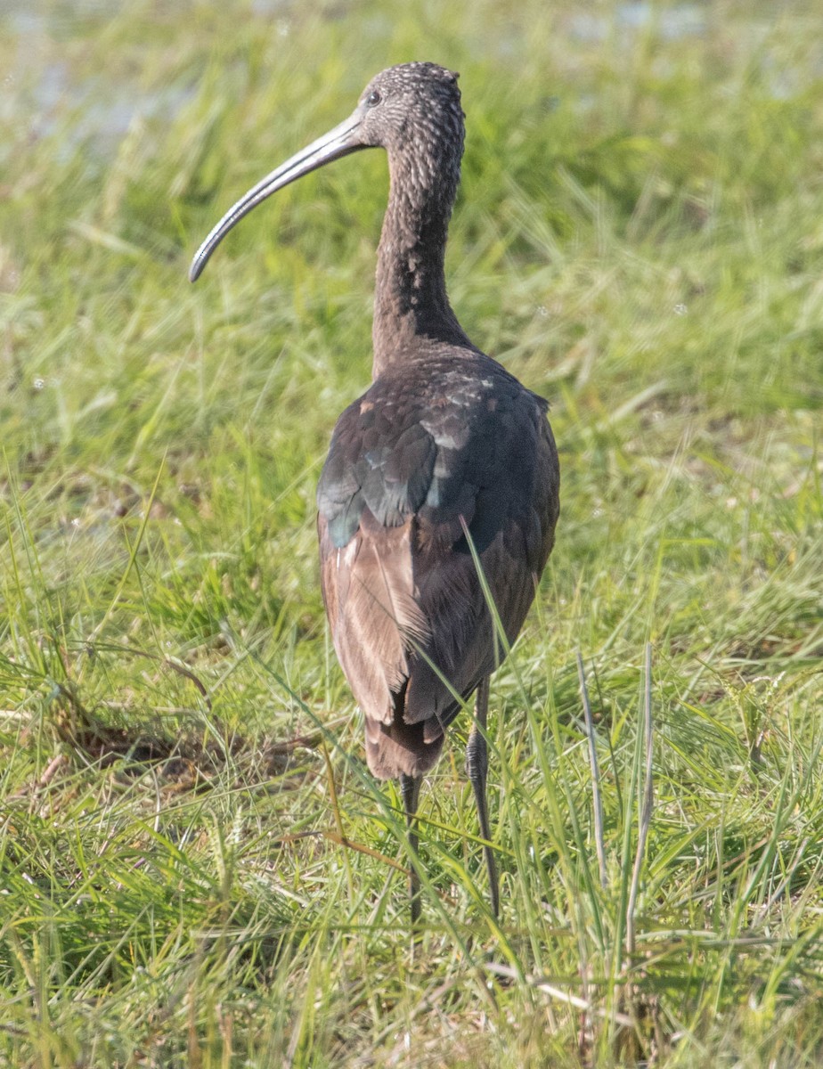 Glossy Ibis - Robert Bochenek