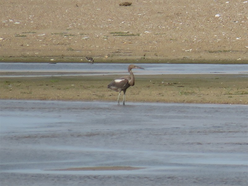 Reddish Egret - Karen Lebing
