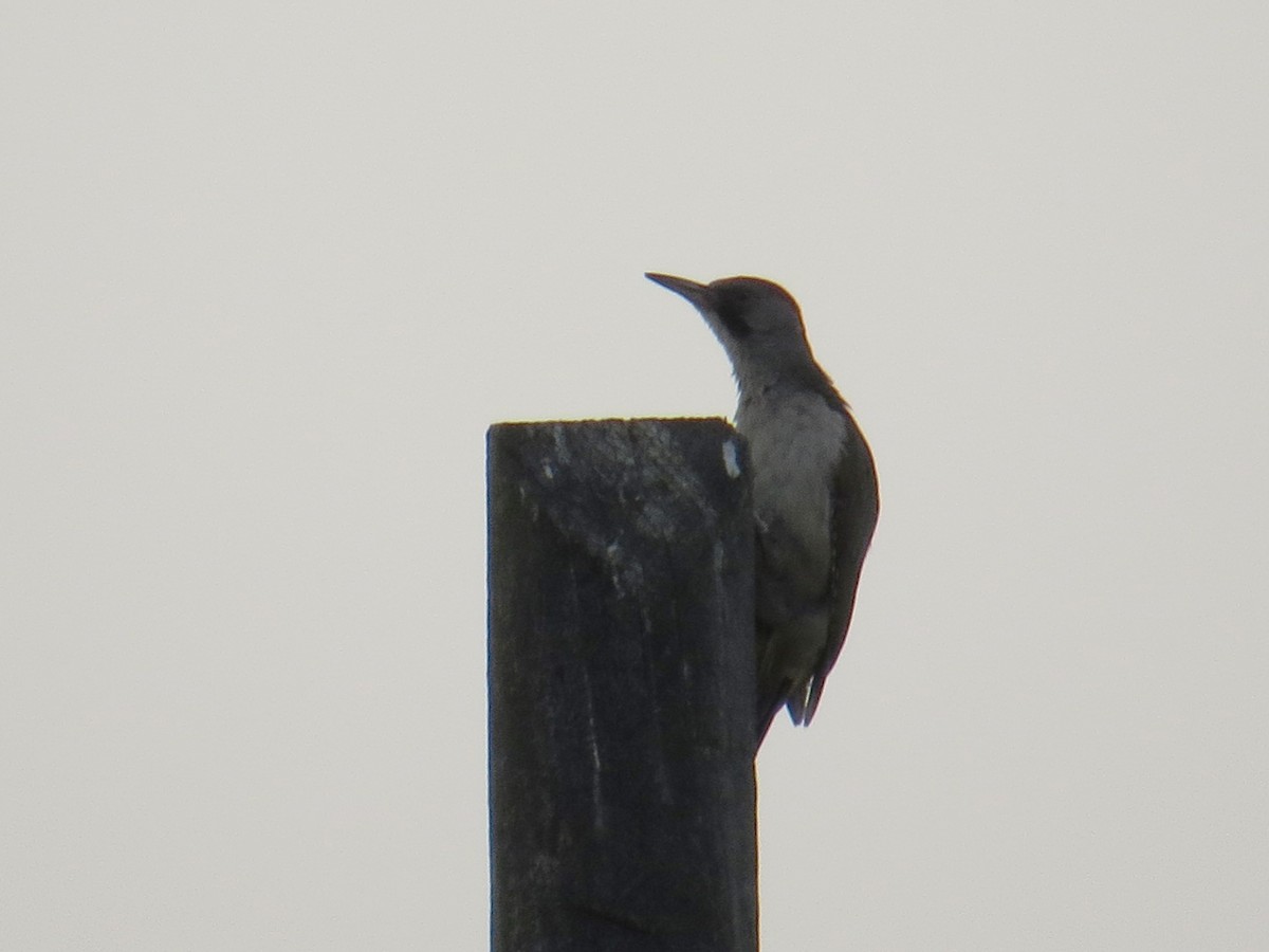 Iberian Green Woodpecker - ML103601971