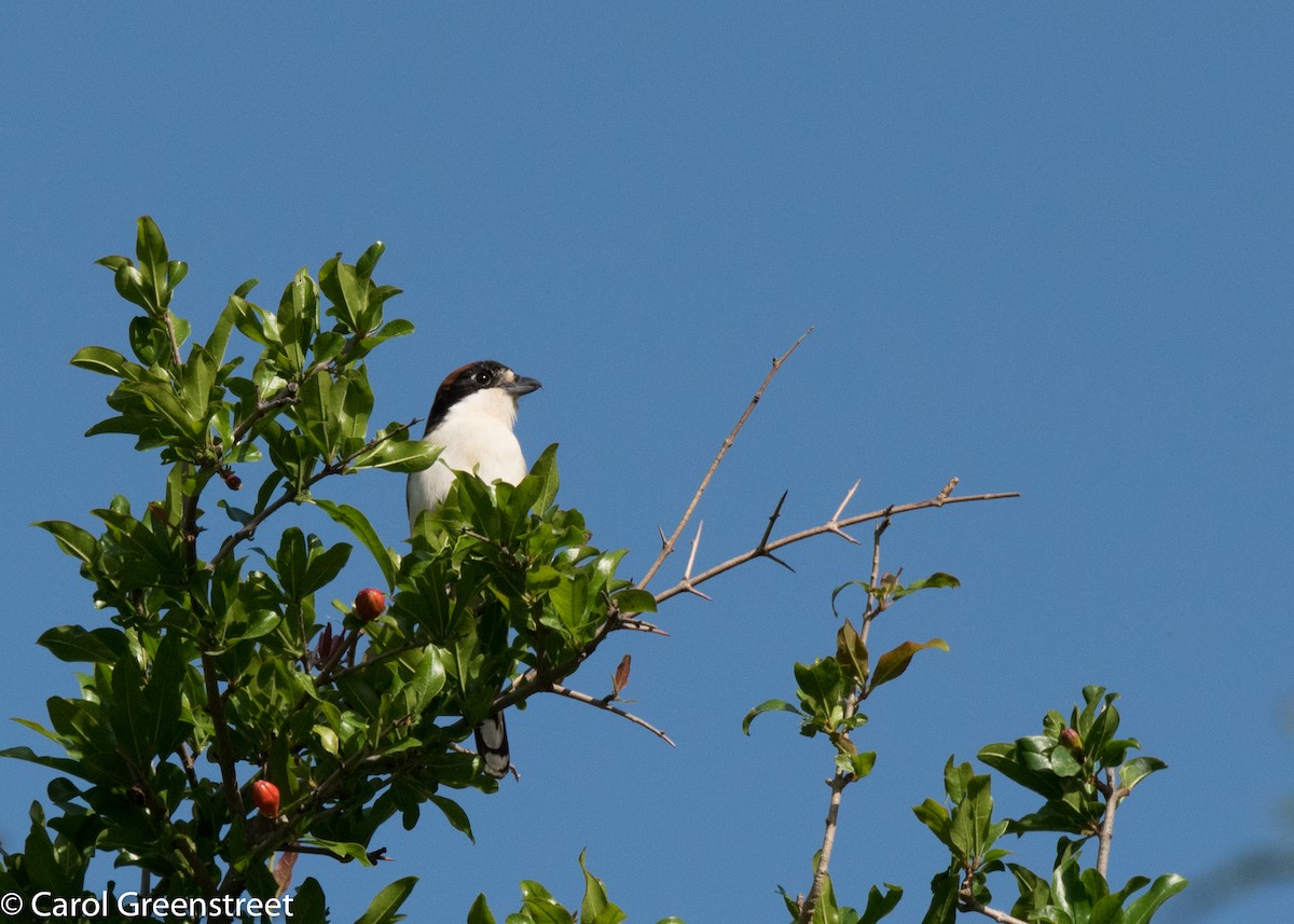 Woodchat Shrike - Carol Greenstreet