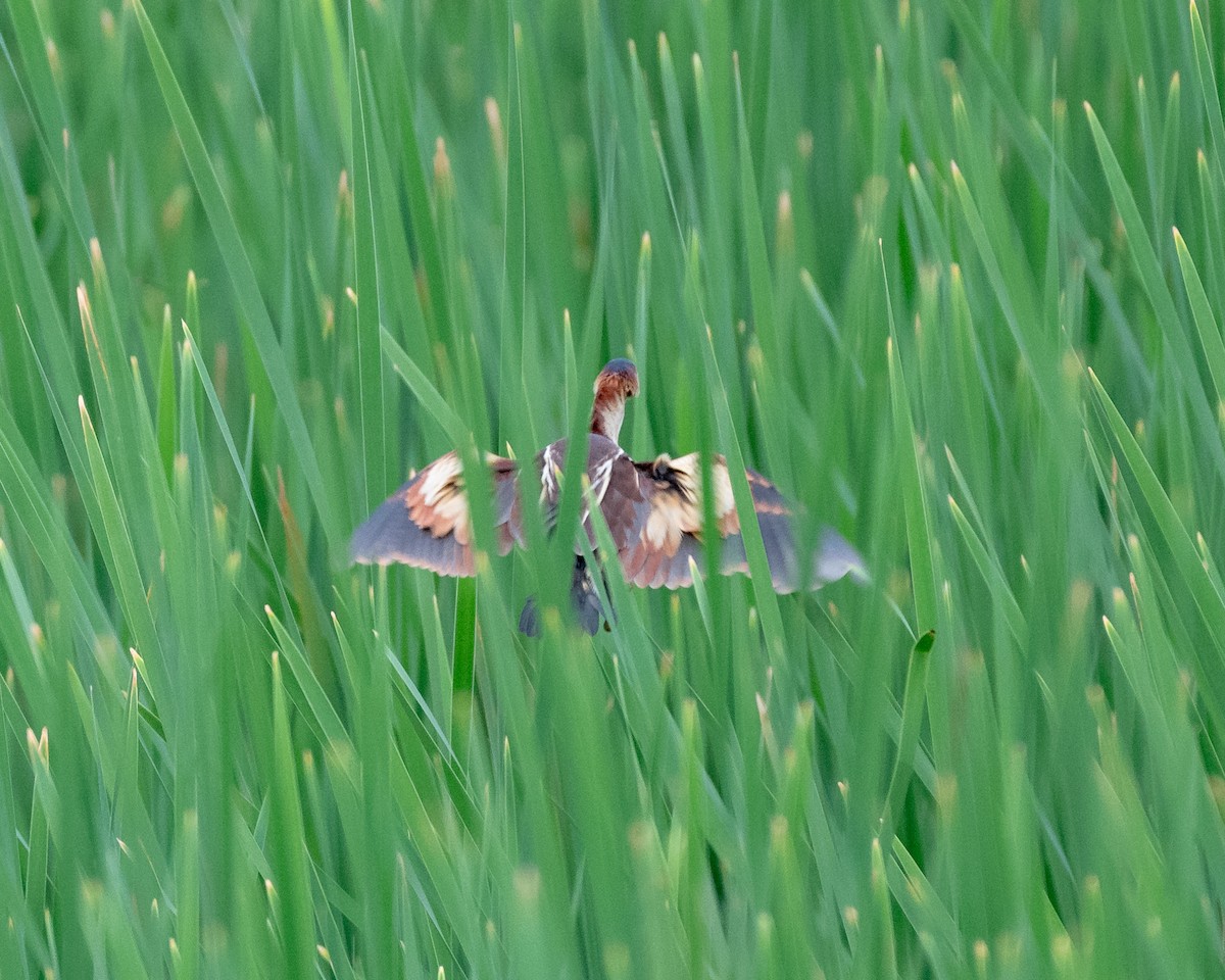 Least Bittern - ML103603901