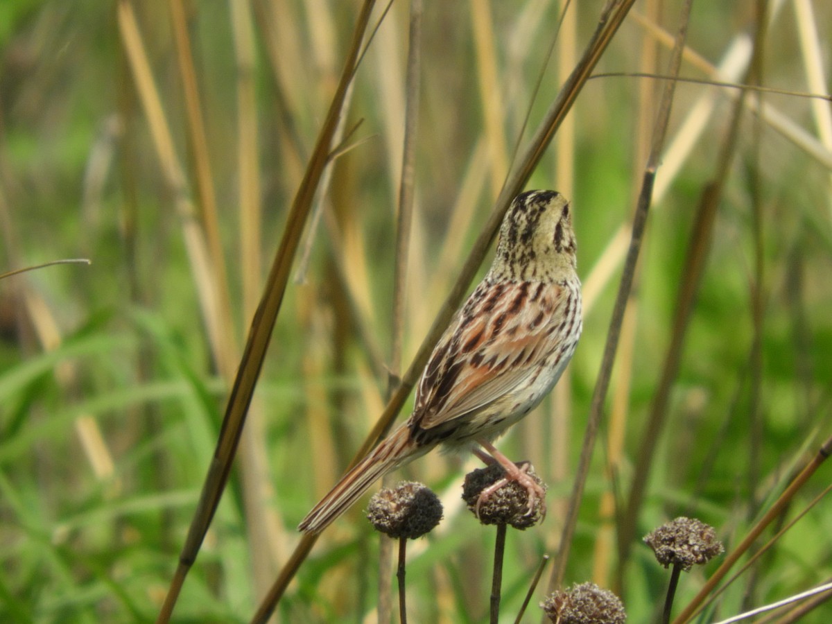 Henslow's Sparrow - ML103604381