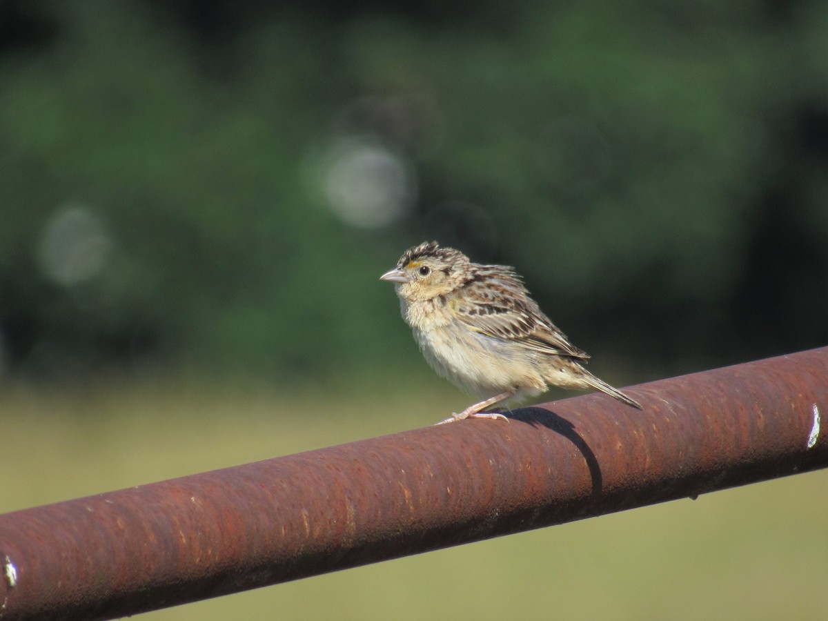 Grasshopper Sparrow - ML103604501