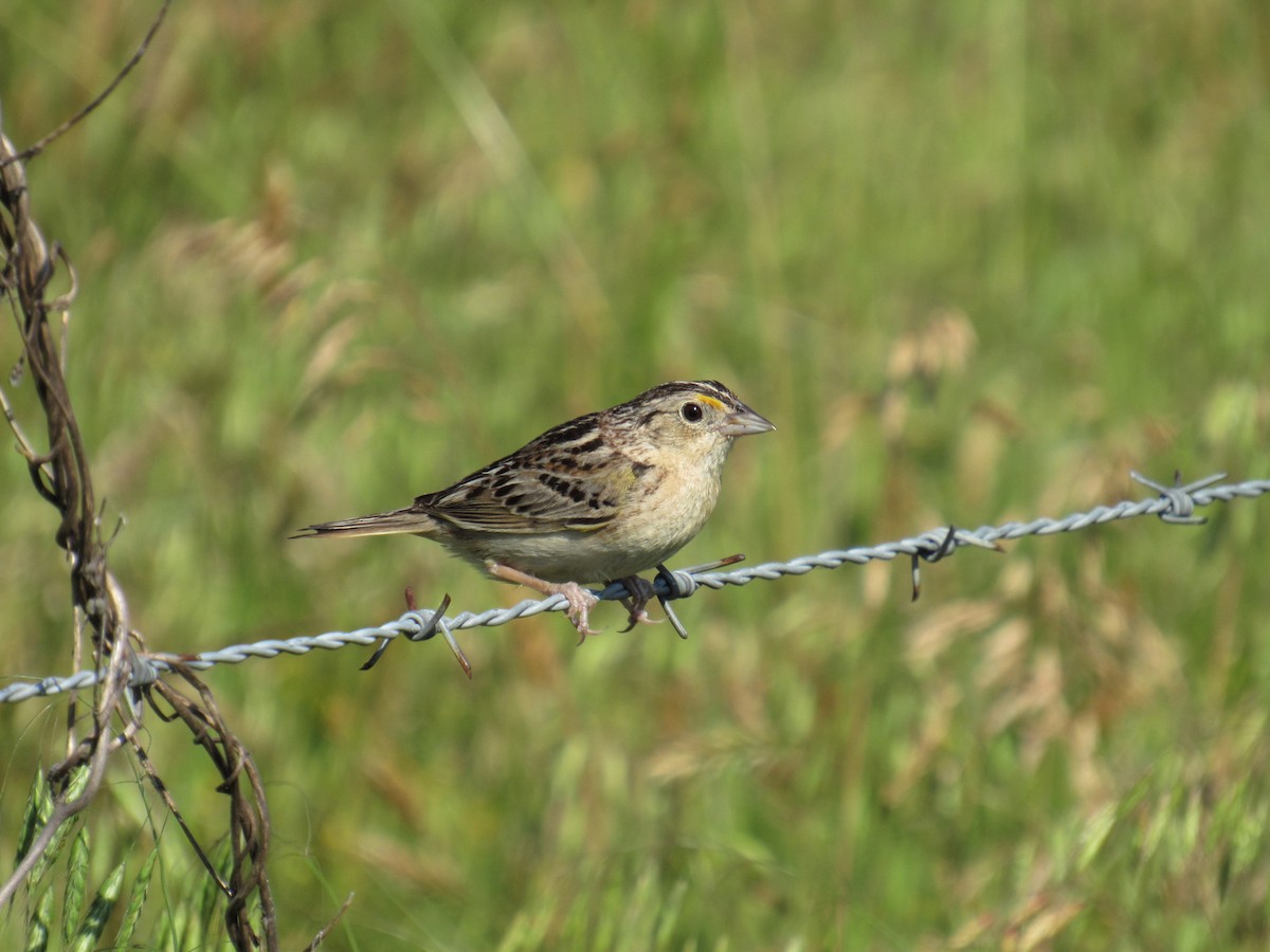 Grasshopper Sparrow - David Lugo