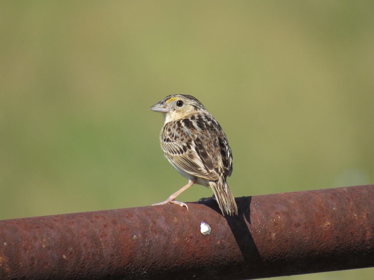 Grasshopper Sparrow - ML103604521