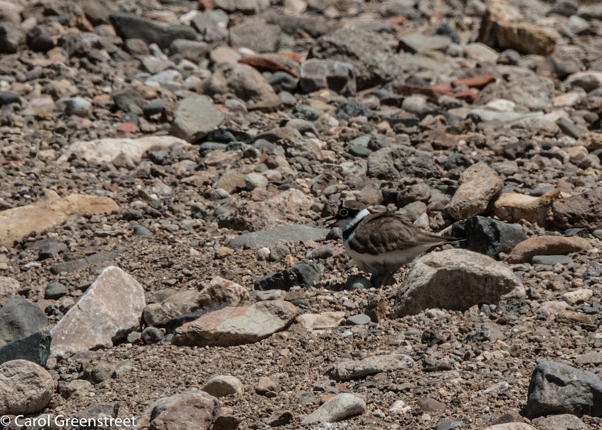 Little Ringed Plover - Carol Greenstreet