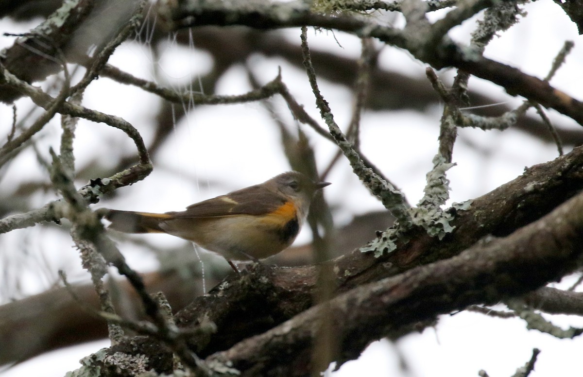 American Redstart - ML103606711