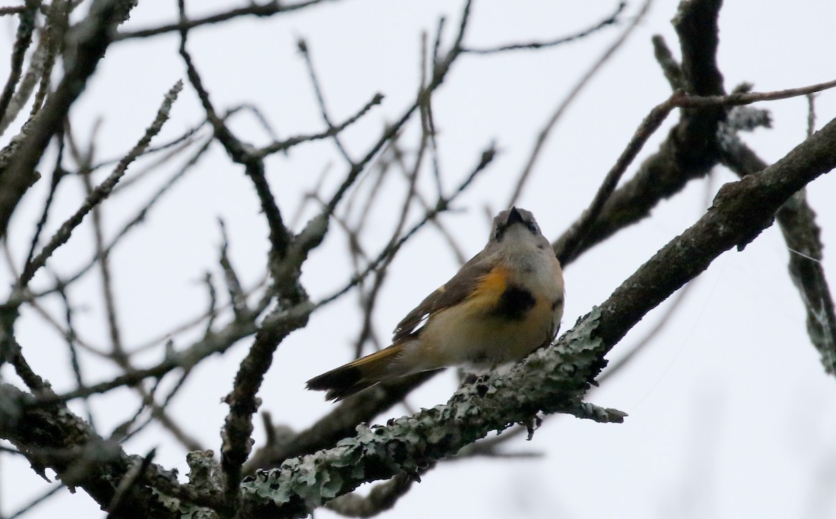 American Redstart - ML103606721