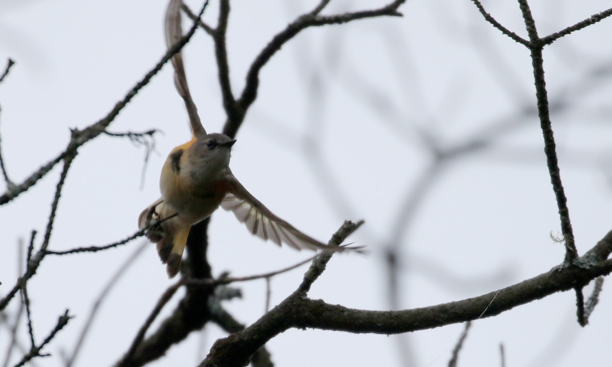 American Redstart - ML103606741