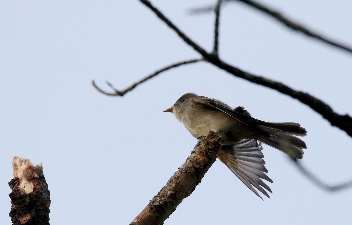 Eastern Wood-Pewee - ML103606821