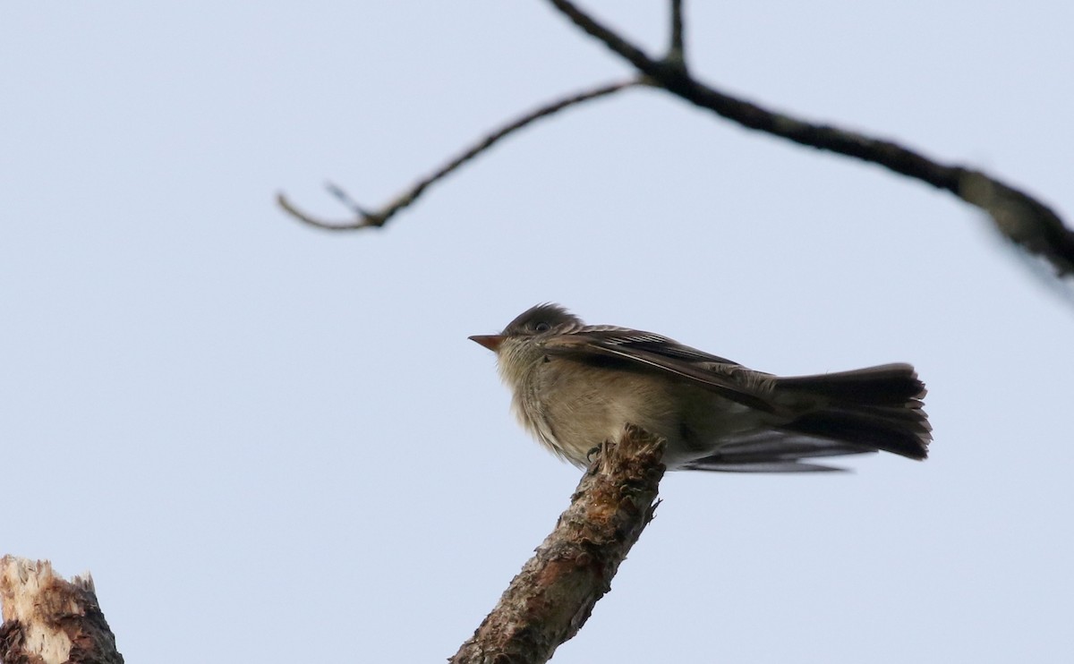 Eastern Wood-Pewee - Jay McGowan