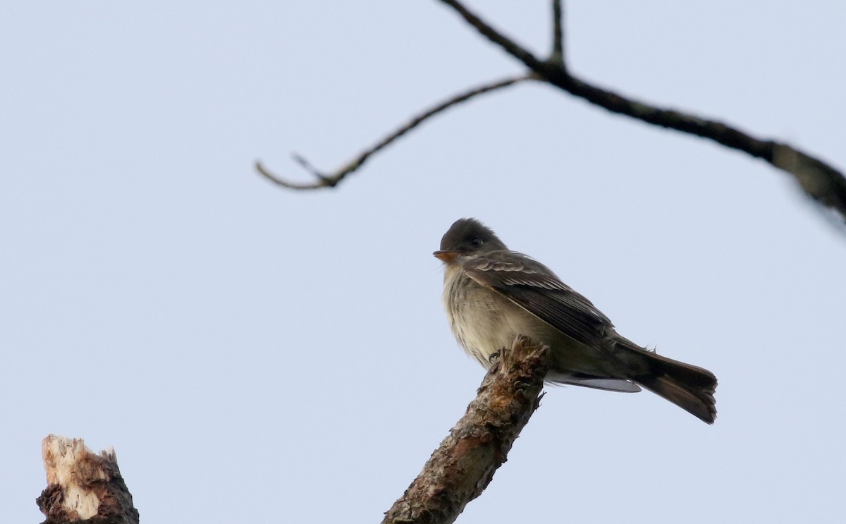 Eastern Wood-Pewee - ML103606981