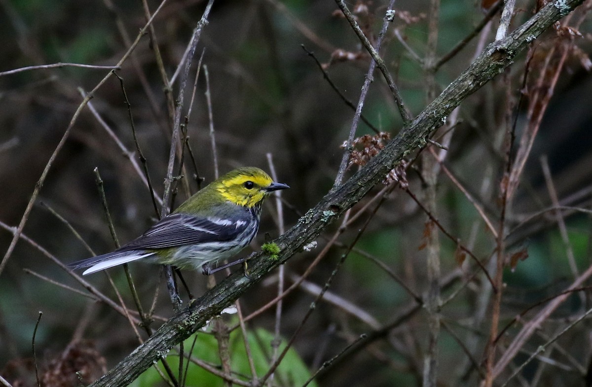 Black-throated Green Warbler - Jay McGowan