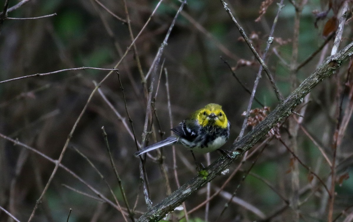 Black-throated Green Warbler - Jay McGowan