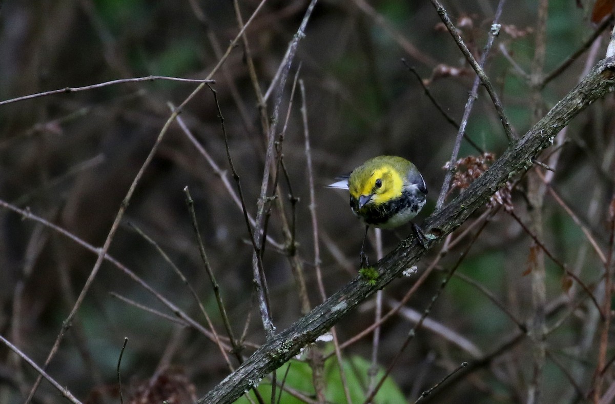 Black-throated Green Warbler - ML103607181