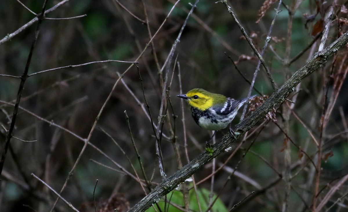 Black-throated Green Warbler - ML103607191