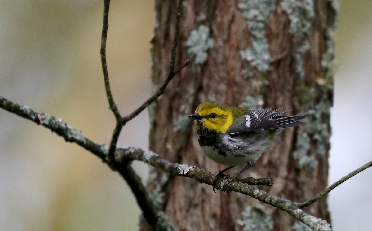 Black-throated Green Warbler - Jay McGowan