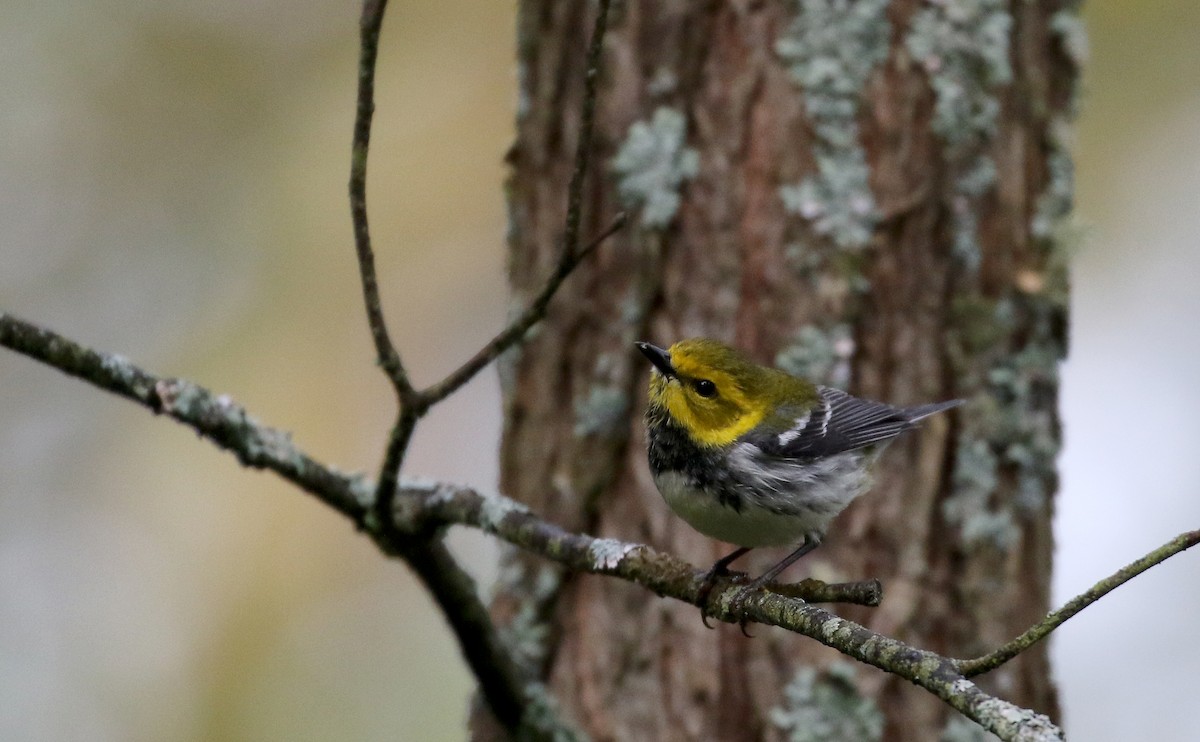 Black-throated Green Warbler - ML103607261