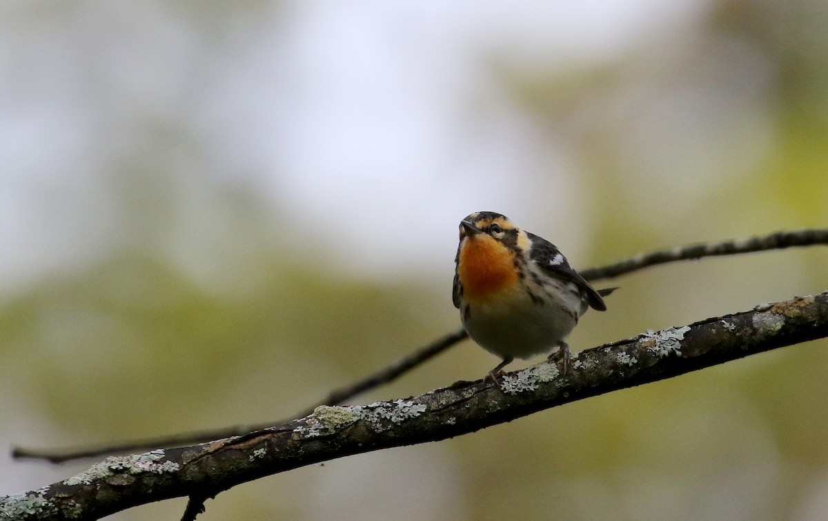 Blackburnian Warbler - ML103607461