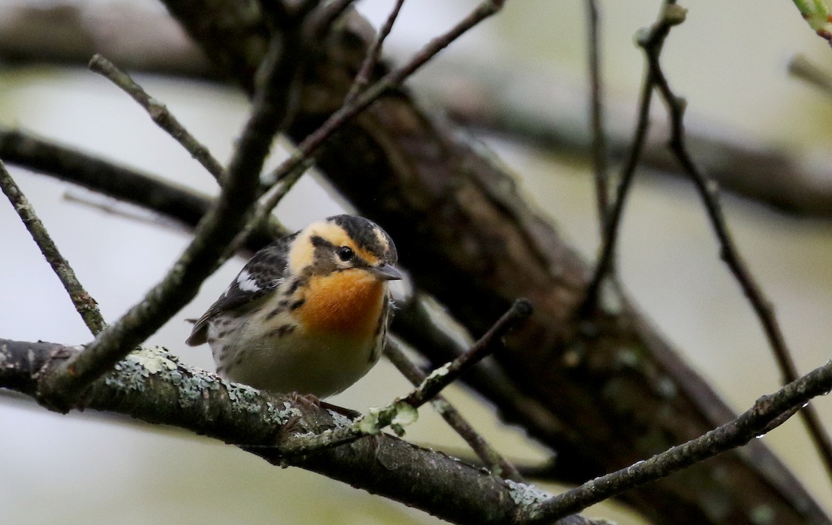 Blackburnian Warbler - ML103607481