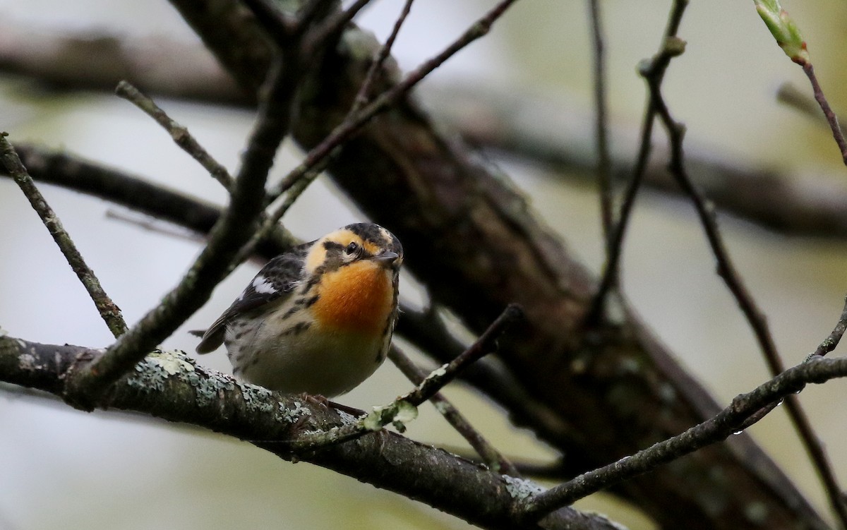 Blackburnian Warbler - ML103607491