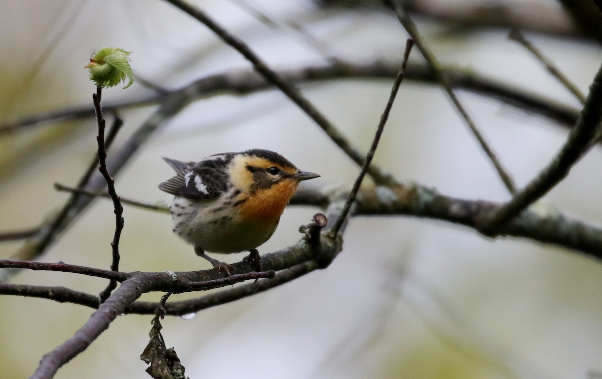 Blackburnian Warbler - ML103607591