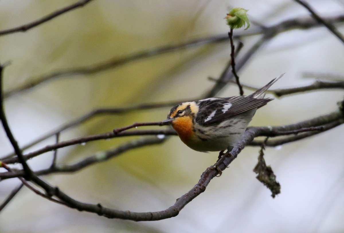 Blackburnian Warbler - ML103607611