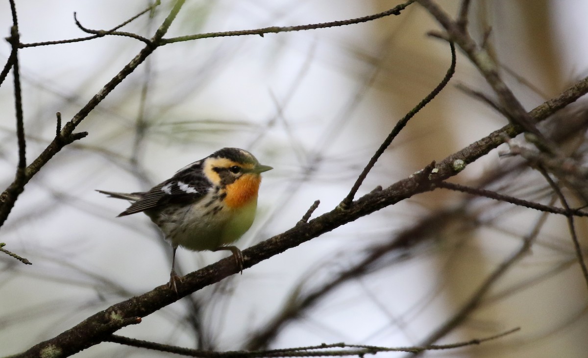 Blackburnian Warbler - ML103607631