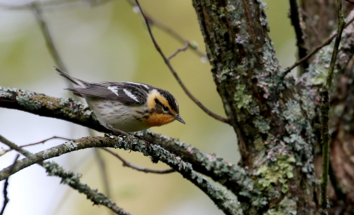 Blackburnian Warbler - ML103607651