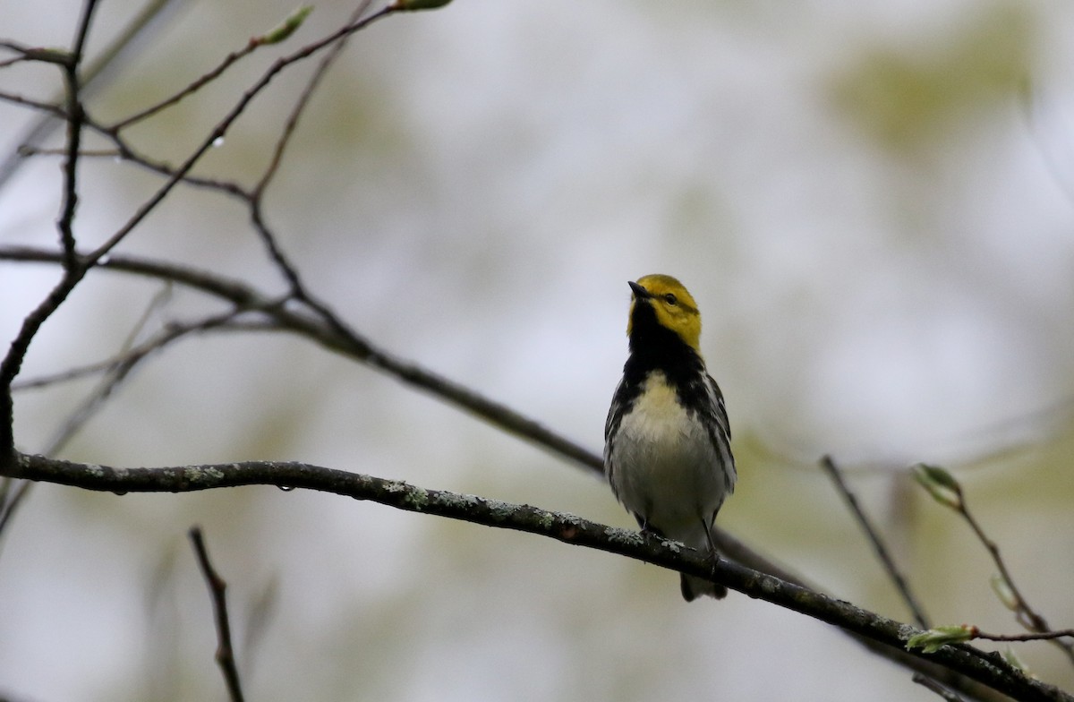 Black-throated Green Warbler - Jay McGowan