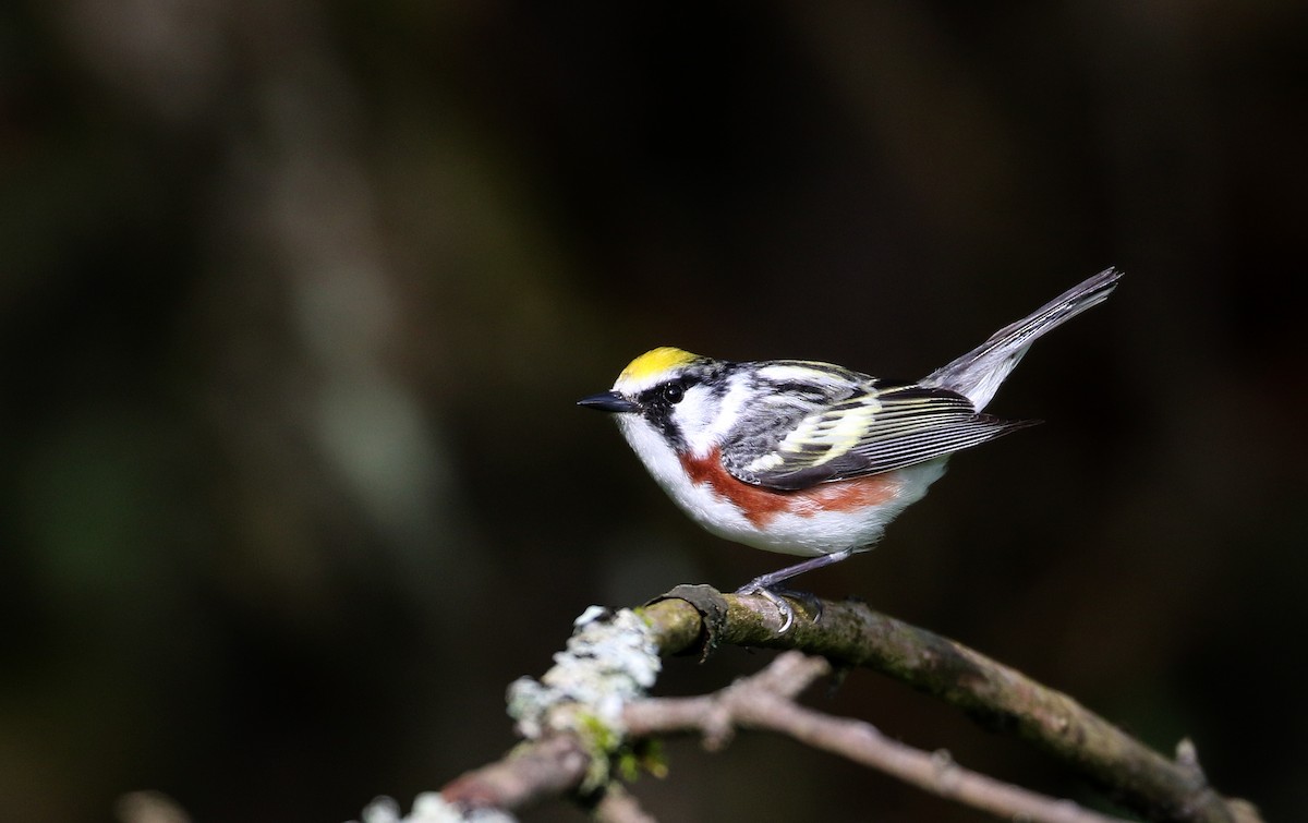 Gelbscheitel-Waldsänger - ML103608941