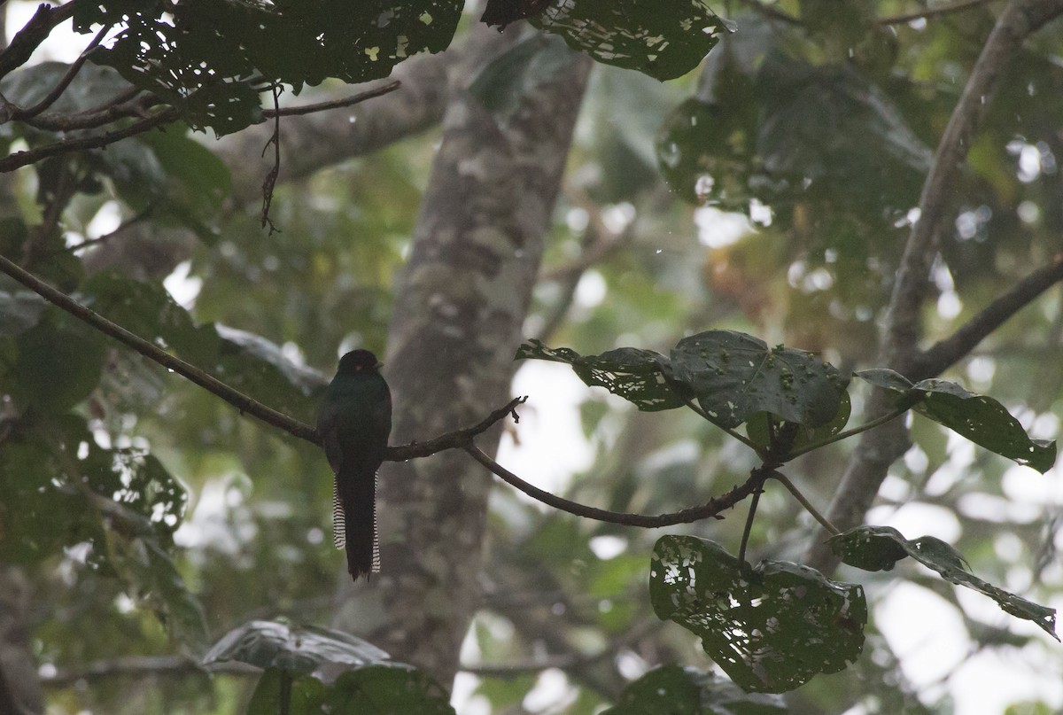 Bar-tailed Trogon - ML103609041