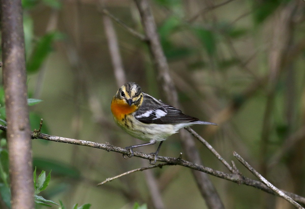 Blackburnian Warbler - ML103609151