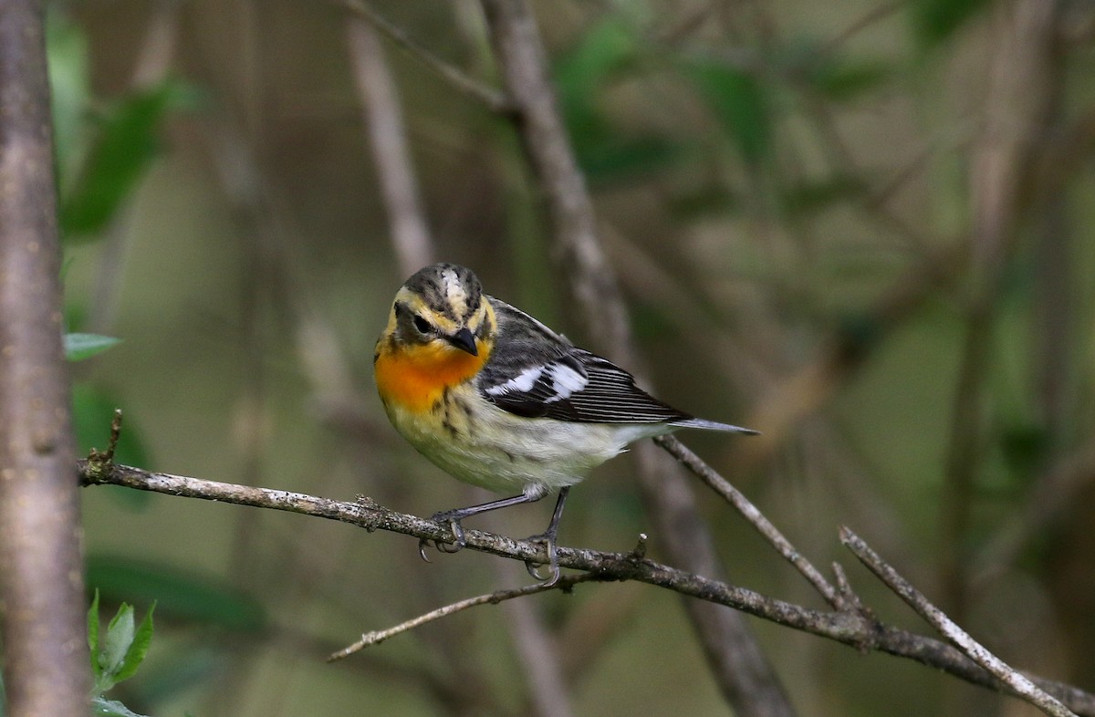 Blackburnian Warbler - ML103609171