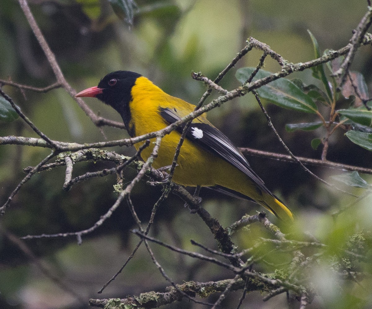 Black-tailed Oriole - ML103609371