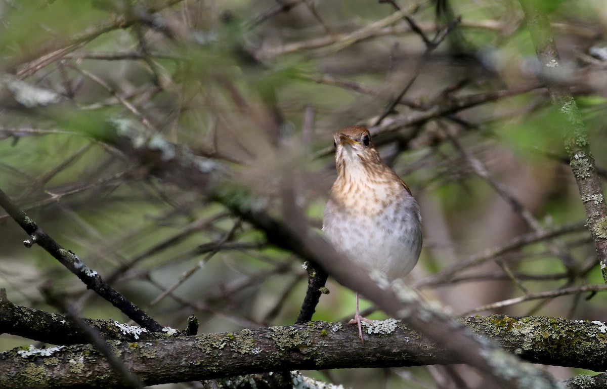 Veery - ML103609381